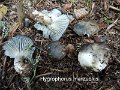 Hygrophorus marzuolus-amf942